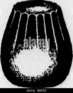 . Le papillon [microforme] : réservez un guide populaire pour une connaissance des papillons d'Amérique du Nord. Les papillons ; Papillons. variété dans leur couleur. Marron, bleu, vert, rouge et jaune d'œufs. Verdâtre ou blanc-vert sont des teintes. Les oeufs sont souvent ornés de points et de lignes de couleur plus sombre. Des espèces qui sont liées l'une à l'autre montrent leur affmity même sous la forme de leurs oeufs. À l'extrémité supérieure des oeufs d'insectes il y a une ou plusieurs structures curieux, connu sous le nom de micropyles (petites portes), fig. 5.-oeuf d'Anosia plexippus, grandeur nature, sur le dessous des feuilles (Riley). F Banque D'Images