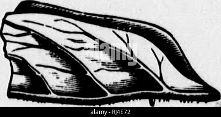 . Le papillon [microforme] : réservez un guide populaire pour une connaissance des papillons d'Amérique du Nord. Les papillons ; Papillons. Fig. 4.-Eggoi/4nosia plexippus, magnifié }o diamètres (Riley).. la variété dans leur couleur. Marron, bleu, vert, rouge et jaune d'œufs. Verdâtre ou blanc-vert sont des teintes. Les oeufs sont souvent ornés de points et de lignes de couleur plus sombre. Des espèces qui sont liées l'une à l'autre montrent leur affmity même sous la forme de leurs oeufs. À l'extrémité supérieure des oeufs d'insectes il y a une ou plusieurs structures curieux, connu sous le nom de micropyles (petites portes), fig. 5.-d'oeufs Banque D'Images