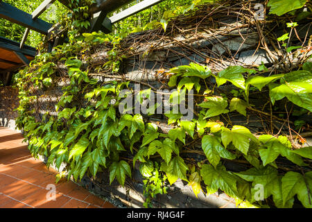 Plante grimpante sur mur de pierre Banque D'Images