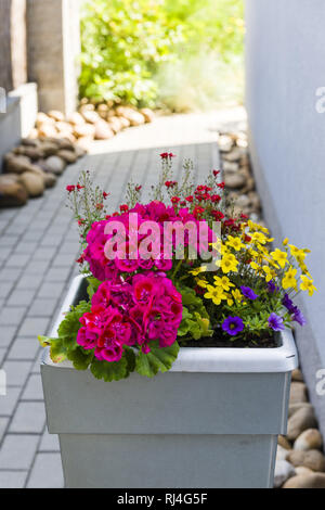 Plante en fleurs en pot en plastique Banque D'Images