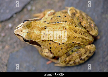 Grasfrosch, Rana temporaria, Banque D'Images