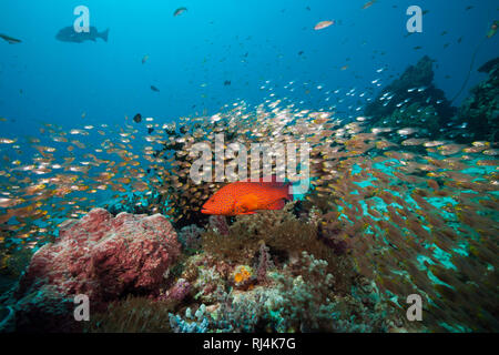 Dans Glasfische ransonneti Parapriacanthus Korallenriff, Komodo, Nationalpark, Indonesien Banque D'Images