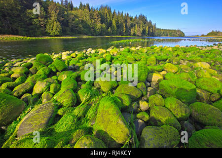 Des algues vertes sur les rochers à marée basse dans la rivière Nimpkish sur le nord de l'île de Vancouver, Colombie-Britannique, Canada. Banque D'Images