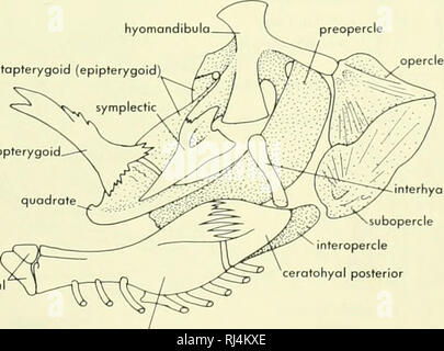 . La morphologie des chordés. La morphologie (animaux) ; Chordés. suprooccipitol ectopterygoid intercalare ptérygoïde palatine courtement metopterygoid hyomandibulo pterotic symplectique prootique suprotemporotabular hyomandibulo metopterygoid à joint (epipterygoid hypohyol) ectopterygoid préopercule. ntercalare subopercle interopercle interhyal. cerotohyol cerotohyal La Figure 5-3 antérieur postérieur. Squelette de la tête de la morue. A, vue latérale ; B, vue dorsale du crâne avec les sécrétions nasales ou circumorbitols du côté gauche ; C, vue ventrale du crâne avec palatoquadrate hyomandibulo et complexes de côté droit (pour le Banque D'Images