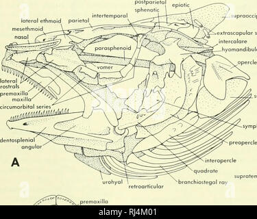 . La morphologie des chordés. La morphologie (animaux) ; Chordés. d'un foramen dans l'orbite et passe de l'avant à côté du septum membraneux. En avant il passe la latéralement entre les muscles oblique inférieur et supérieur pour atteindre le trou occipital olfactive dans la capsule olfactive. Les capsules olfactifs sont séparés par la ligne médiane dans l'ouverture de la chambre d'rostrale en orbite autour de chaque côté de la chambre est le septumâthis interorbitale myodome antérieure. loterol mesethmoid l'ethmoïde nasale postérieure pariétale myodome (Figure 5-7) est formée par les muscles grands muscles de l'oeil "pousser" de leur domaine d'originaux Banque D'Images