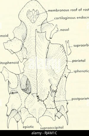 . La morphologie des chordés. La morphologie (animaux) ; Chordés. autopalotine tribune articulation maxillaire orbitosphenoid orbitosphenoid antérieure de l'articulation postérieure pour internol bosisphenoid prootique incisure 'bosioccipital carotide par flèche canal latéral de toit membraneux chambre rostrale ethmoïde latéral orbitosphenoid endocranlun postérieure cartilagineuse du nez sphenotic moxillary supraorbitales B. articulation dans endocraniun ^calcifications .V) autopalotine' articulation ethmoïde latéral ./^^ orbitosphenoid couverture pariétal postérieur antérieur orbite orbitosphenoid hyomondibular postp articulation Banque D'Images