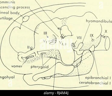 . La morphologie des chordés. La morphologie (animaux) ; Chordés. trabeculo ophtalmiques superficielle VII communis processus ascendant corps pinéal, orbital cartilage. trabecule pharyngohyol epibronchial. J'ai des branchies cerato cerotohyal epiphoniale du cartilage de Meckel foramen cornua trabéculaire orbitonasolis sphenethmoid laterohya lamino commissural, courtement- hyomandibulo epihyal branch VII. Veuillez noter que ces images sont extraites de la page numérisée des images qui peuvent avoir été retouchées numériquement pour plus de lisibilité - coloration et l'aspect de ces illustrations ne peut pas parfaitement ressembler à l'œuvre originale.. Jol Banque D'Images