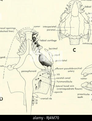 . La morphologie des chordés. La morphologie (animaux) ; Chordés. preopei antérieure splénial'splenoangular ouvertures nasales série culière (pointillés) pterygoi ^- quadrangulaire. internasal cartilage labial Sx ^jugoj lacrymal UN-ntertemporal supratemporotabular postorbitaire opercule extrascapular spinoccipital foramina V,VII exoccipital canal carotidien artère ophtalmique artère efférente pseudobranchlal  ; VII canal carotidien hyomandibula ateral chef veine (cranioquadrote prearticulor avec opercule fissure' dents. Veuillez noter que ces images sont extraites de la page numérisée des images qui peuvent avoir été retouchées numériquement pour Banque D'Images