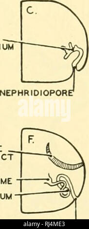 . Anatomie des chordés. Cordés ; anatomie, comparatif. COEUDMOSTOME COEUDMODUCT NEPHRIDIOPORE coelomostome coelomoduct coelomoduct nephpostome nephridium dégénérés : ephridiopore. NEPHRIDIOPORE' Fig. 261.-diagrammes illustrant les diverses relations d'coelomoducts néphridies et dans différents les annélides. Comme vu dans les néphridies des annélides se produisent aussi en céphalo- les chordés. Le coelomoducts homologized sont avec les tubules rénaux des vertébrés, bien que ces derniers sont pour la plupart pas et excrétoire-comme dans les annélides-reproduction en fonction. (Redessiné après Goodrich.) cellules dans le cadre de leur fonction excrétrice s Banque D'Images