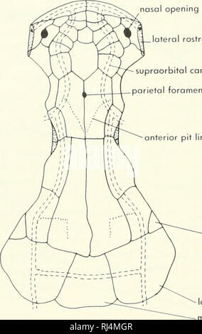 . La morphologie des chordés. La morphologie (animaux) ; Chordés. internasal nasal nasal série plaques latérales d'ouverture du canal supraorbitales rostrale Trou pariétal fosse antérieure. postspiraculo extrascopular ligne latérale. extroscapula médial. Veuillez noter que ces images sont extraites de la page numérisée des images qui peuvent avoir été retouchées numériquement pour plus de lisibilité - coloration et l'aspect de ces illustrations ne peut pas parfaitement ressembler à l'œuvre originale.. Jolie, Malcolm. Reinhold, New York Banque D'Images