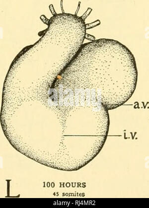 . Anatomie des chordés. Cordés ; anatomie, comparatif. K 76 HEURES M somites. 100 heures 45 somites Fig. 254.-vue ventrale du cœur des embryons de à des étapes successives pour montrer- ses changements de forme et sa différenciation régionale. Abréviations : a.c., constriction entre l'oreillette et le ventricule ; i. v., malformations du groove. (À partir de "Patten Embryol- gie du poussin.") est dans cette condition tubulaire. Au moment où l'embryon humain est de deux mois, le cœur, même si sa taille est infime, a atteint sa forme adulte et la structure. (Fig. 254) Les processus impliqués dans la conversion d'un tubul Banque D'Images