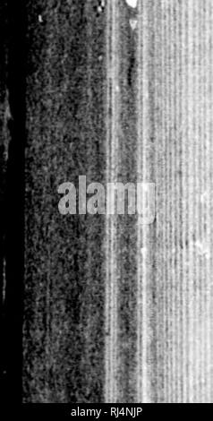. Rapport d'une exploration dans le district du Yukon, T.N.-O., et partie nord adjacente de la Colombie-Britannique, 1887 [microforme]. Géologie ; géologie ; botanique ; arbres ; botanique ; arbres ; Indiens d'Amérique du Nord ; les Indiens d'Amérique du Nord ; Géologie ; Géologie ; botanique ; Arbres ; botanique ; Arbres ; Indiens ; Indiens. 202 b du DISTRICT DU YUKON ET DE LA Colombie-britannique.. Tribus ci-dessous Fort Selkirk. Numéro. J'egion. Encore une fois, le Campbell a rencontré des Indiens sur la rivière Pelly étaient Indiens, des couteaux" et qu'il peut y avoir très peu de doute que le véritable nom de cette tribu est es-piirto-ti-na, formé par la com Banque D'Images