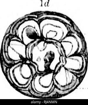 . Deuxième contribution à l'études sur les faunes du cambrien de l'Amérique du Nord [microforme]. La paléontologie, Arthropoda, combustibles, combustibles, Arthropoda ; paléontologie ; Arthropodes Arthropodes fossiles ; fossiles. il ". Veuillez noter que ces images sont extraites de la page numérisée des images qui peuvent avoir été retouchées numériquement pour plus de lisibilité - coloration et l'aspect de ces illustrations ne peut pas parfaitement ressembler à l'œuvre originale.. Walcott, Charles D. (Charles Doolittle), 1850-1927 ; United States. Commission géologique. Washington : G. P. O. Banque D'Images