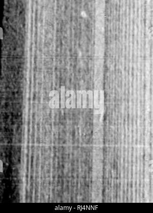 . Rapport d'une exploration dans le district du Yukon, T.N.-O., et partie nord adjacente de la Colombie-Britannique, 1887 [microforme]. Géologie ; géologie ; botanique ; arbres ; botanique ; arbres ; Indiens d'Amérique du Nord ; les Indiens d'Amérique du Nord ; Géologie ; Géologie ; botanique ; Arbres ; botanique ; Arbres ; Indiens ; Indiens. 130 b du district du Yukon et de la Colombie-Britannique. SeoODd *. ; gamme de granit. En et quartzitc ; et à 10 milles à l'ouest de la déviation, sont quelques- Avhat de vastes affleurements de bleu-gris et noirâtre, plutôt flaggy et peu modifié les calcaires, dans laquelle, cependant, aucun fossile pourrait bo trouvés. Riingo l Banque D'Images