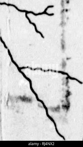 . Rapport d'une exploration dans le district du Yukon, T.N.-O., et partie nord adjacente de la Colombie-Britannique, 1887 [microforme]. Géologie ; géologie ; botanique ; arbres ; botanique ; arbres ; Indiens d'Amérique du Nord ; les Indiens d'Amérique du Nord ; Géologie ; Géologie ; botanique ; Arbres ; botanique ; Arbres ; Indiens ; Indiens. N,.. Veuillez noter que ces images sont extraites de la page numérisée des images qui peuvent avoir été retouchées numériquement pour plus de lisibilité - coloration et l'aspect de ces illustrations ne peut pas parfaitement ressembler à l'œuvre originale.. Dawson, George M. , 1849-1901 ; géologie et d'Histoire Naturelle de Banque D'Images