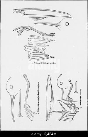 . Un manuel d'oiseaux d'Amérique du Nord [microforme]. Les oiseaux ; ornithologie ; Oiseaux ; Ornithologie. . Veuillez noter que ces images sont extraites de la page numérisée des images qui peuvent avoir été retouchées numériquement pour plus de lisibilité - coloration et l'aspect de ces illustrations ne peut pas parfaitement ressembler à l'œuvre originale.. Ridgway, Robert, 1850-1929. Philadelphia : J. B. Lippincott Banque D'Images