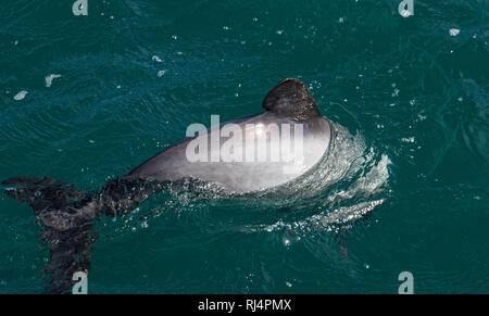 Hectors, Dolphin Dolphin en voie de disparition, en Nouvelle-Zélande. Endémique de cétacés à Akaroa dans l'île sud de la Nouvelle-Zélande. Banque D'Images