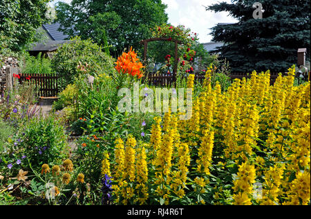 Romantischer Bauerngarten mit bl ?henden Sommerblumen und, Zierstauden Banque D'Images