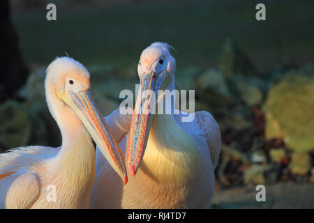 Pelecanus onocrotalus, Rosapelikane Banque D'Images