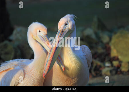 Pelecanus onocrotalus, Rosapelikane Banque D'Images