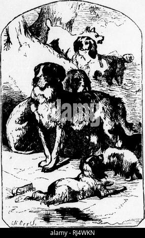 . Le chien [microforme] / par Dinks, Mayhew, et Hutchinson ; compilé, abrégée, édité et illustré par Frank Forester [c.-à-d. Henry William Herbert]. Chiens ; chiens ; Chiens ; Chiens.  :. Veuillez noter que ces images sont extraites de la page numérisée des images qui peuvent avoir été retouchées numériquement pour plus de lisibilité - coloration et l'aspect de ces illustrations ne peut pas parfaitement ressembler à l'œuvre originale.. Herbert, William Henry, 1807-1858 ; Dinks. Le Sportsman's vide mecum ; Mayhew, Edward, 1813 ?-1868. Les chiens et leur gestion. New York : G. E. Woodward Banque D'Images