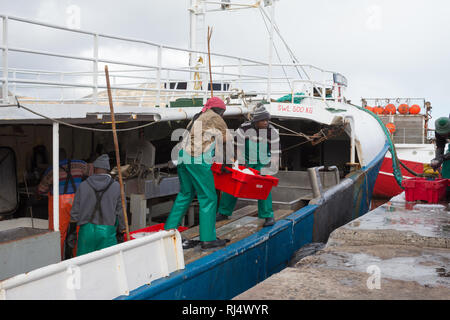 Poisson frais d'être déchargé d'un chalutier à quai amarré au port ou port de travail de Hout Bay à Cape Town, Afrique du Sud Banque D'Images