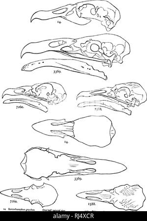 . Une histoire d'oiseaux de l'Amérique du Nord [microforme] : les oiseaux terrestres. Les oiseaux ; ornithologie ; Oiseaux ; Ornithologie. /CATIIAIITTD MKUICAN TIUJ A.K-VULTUUK8. 355 REMARQUE. Les fijrures illustrnto sonio sont donnés à oftho rrniiial stprtinl pcciilinritica nnd d Catlmrlidw J'ho.. 14. Sarcorhiimphus sr&gt;M.Hus, un llalf taille naturelle â¢pas). Pseudognvhus caKfornianus. 7 =Ca RMnofryplms aura. La moitié Cue s naturelles â 5S3- Catharista alrata. Â¢â ... Veuillez noter que ces images sont extraites de la page numérisée des images qui peuvent avoir été retouchées numériquement pour plus de lisibilité - coloration et l'apparition de ces mauvais Banque D'Images