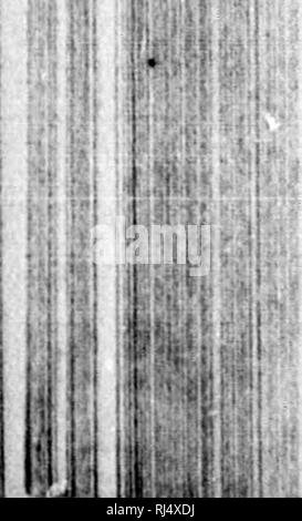 . La science vétérinaire [microforme] : l'anatomie, les maladies et le traitement d'animaux domestiques, contenant également une description complète des médicaments et des reçus. Les bovins ; Chevaux ; médecine vétérinaire ; Bovins ; Chevaux ; MÃ©decine vÃ©tÃ©rinaire. 148 ET LE TRAITEMENT DES MALADIES DU CHEVAL. Â *<ii Jllli. Symptômes.âThere est un épaississement et un gonflement des jambes, les cheveux se détache sur les jambes, et thej^ sont chauds et tendres, et il y a un dépôt huileux du h# els, qui a une mauvaise odeur dans certains cas. C'est la façon dont la maladie a obtenu son nom, la graisse. Lorsque l'animal est le travail du gonflement dow Banque D'Images