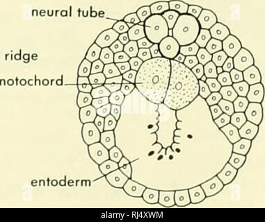 . La morphologie des chordés. La morphologie (animaux) ; français. F Début neurulation tube neural. endostyle ouvertures entre le pharynx et l'atrium cœur épicarde. entoderm. Veuillez noter que ces images sont extraites de la page numérisée des images qui peuvent avoir été retouchées numériquement pour plus de lisibilité - coloration et l'aspect de ces illustrations ne peut pas parfaitement ressembler à l'œuvre originale.. Jolie, Malcolm. Reinhold, New York Banque D'Images