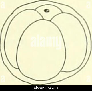 . La morphologie des chordés. La morphologie (animaux) ; deuxième chordés. polocyte face antérieure un oeuf. Veuillez noter que ces images sont extraites de la page numérisée des images qui peuvent avoir été retouchées numériquement pour plus de lisibilité - coloration et l'aspect de ces illustrations ne peut pas parfaitement ressembler à l'œuvre originale.. Jolie, Malcolm. Reinhold, New York Banque D'Images