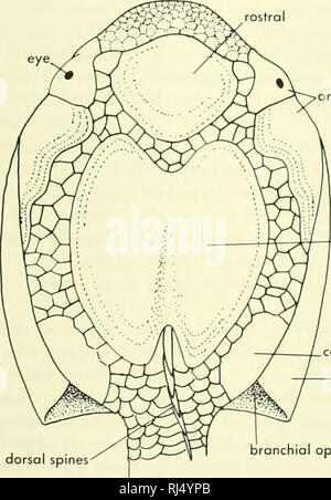. La morphologie des chordés. La morphologie (animaux) ; Chordés. Le présent. La position de l'nasohypophyseal ouverture sur le dessus de la tête dans le osteostracan anaspid et sug- invités relations avec la lamproie. La position de cette ouverture au bout du museau à l'myxinid, avec le général de séparation et de squelettes crânien branchial suggèrent que près d'une relation entre la lamproie et la myxine du nord qu'avec l'heterostracan. Les nombreuses différences de structure de la myxine du nord par rapport à la lamproie sug- gest que les deux lignes de vie s'est posée au moment de l'irradiation d' Banque D'Images