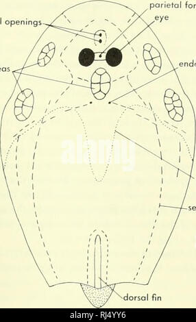 . La morphologie des chordés. La morphologie (animaux) ; Chordés. ouvertures nasales Trou pariétal eye zones sensorielles B. bouche plaques orobronchiol ouverture branchiale foramen endolymphatique marge postérieure de endocranium' lignes sensorielle (tirets) nageoire dorsale. Veuillez noter que ces images sont extraites de la page numérisée des images qui peuvent avoir été retouchées numériquement pour plus de lisibilité - coloration et l'aspect de ces illustrations ne peut pas parfaitement ressembler à l'œuvre originale.. Jolie, Malcolm. Reinhold, New York Banque D'Images