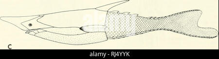 . La morphologie des chordés. La morphologie (animaux) ; français. BIRKENIA. PTERASPIS Figure 5-29. Vue latérale sur les reconstitutions des combustibles ognaths osteostracan : A, B, et C, anospid heterostrocan,,. (En partie après l'Stensio, Jorvik, et Romer) 134 • LA TÊTE SQUELETTE DE POISSONS. Veuillez noter que ces images sont extraites de la page numérisée des images qui peuvent avoir été retouchées numériquement pour plus de lisibilité - coloration et l'aspect de ces illustrations ne peut pas parfaitement ressembler à l'œuvre originale.. Jolie, Malcolm. Reinhold, New York Banque D'Images