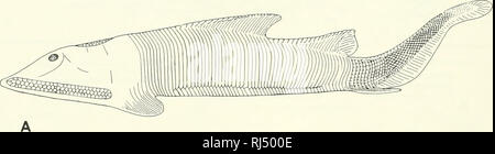 . La morphologie des chordés. La morphologie (animaux) ; français. L'appareil branchial est restreint à la divisions internes et externes de la première activité de Arch et la face ventrale de la fusée de la deuxième division de l'extérieur. Aucune de ces arches est étroitement associé à un sac branchial. Le sac de la première arche peut même ne pas se développer, tandis que celui de la deuxième affiche mais est reculé au cours du développement et puis disparaît. Il y a un cercle irrégulier de tige cartilagineuse autour de l'ouverture branchiale postérieure commune d'Myxtne ; celui de gauche encercle le conduit d pharyngocutaneous Banque D'Images