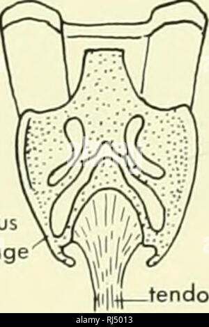 . La morphologie des chordés. La morphologie (animaux) ; Chordés. dentigerous. cartilage tendon extrémité antérieure de cartilage vélaire radix arcuum. Veuillez noter que ces images sont extraites de la page numérisée des images qui peuvent avoir été retouchées numériquement pour plus de lisibilité - coloration et l'aspect de ces illustrations ne peut pas parfaitement ressembler à l'œuvre originale.. Jolie, Malcolm. Reinhold, New York Banque D'Images