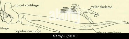 . La morphologie des chordés. La morphologie (animaux) ; Chordés. en arrière par rapport à l'annulaire du cartilage. Ces épines se trouvent de chaque côté de la ligne médiane du cartilage copular (Figure 5-26). Cela se trouve en dessous de l'extrémité antérieure du piston du cartilage, qui porte sur sa pointe un cartilage apicale médiane bilatérale et supraapical les cartilages. Ce dernier l'appui postéro-antérieur et plaques de la dent appareil grincant. Le squelette branchiale est complexe dans la forme. Il est composé de cartilage élastique souple, qui dans des spécimens conservés est plus sombre que le cartilage de la région buccale et neurocra plutonium-. L'arches un Banque D'Images