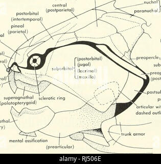 . La morphologie des chordés. La morphologie (animaux) ; Chordés. été séparées. Ossifications ces ont été rejoints par un groupe d'perichondral ventrale de l'os. Dans certains acanthodiens la mandibule ossifiés comme une seule unité et de l'alésage des dents. La mandibule et palatoquadrate avait rayons x s'étendant dans le pli operculaire. L'arc hyoïdien a été modifié. L'epihyal était assez vaste (comprimés) à son extrémité dorsale, ce qui a peut-être articulé avec l'extrémité postérieure du crâne, et à son extrémité conique ventrale l'ossification des os hyoïdes et arcs branchiaux, était subperichondral. La fin de l'epihyal cartilag Banque D'Images
