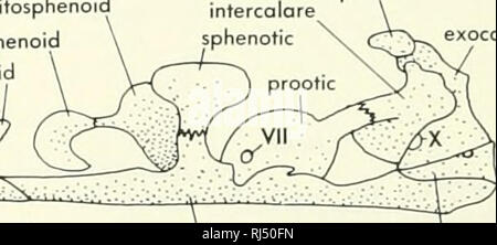 . La morphologie des chordés. La morphologie (animaux) ; vomer chordés. porethmoid itercolari notic( articulati maxillaire. parospnenoid basioccipitol epiotic exoccipital Figure 5-15. Semidiagrammotic croquis comparant les squelettes de Lepisosteus, tête à gauche, et Am/a, à la droite. A et B, vues de médial suspensorium et opercule ; C et D, médiale vue des extrémités postérieures de mandibules ; E et F, vue latérale sur endocronio. L'opinion générale est que l'ancestral gnathostome avait une couverture cutanée de nombreuses petites échelles ou des plaques et que, grâce à la fusion de ces, chacun des plusieurs lignes Banque D'Images