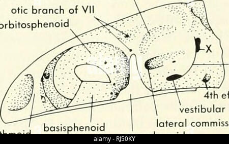 . La morphologie des chordés. La morphologie (animaux) ; Chordés. postspiracular hyomandibula zone d'articulation de direction otique Vll orbitosphenoid ethmoïde latéral. fissure 4e artère efférent latéral fontanelle vestibulaire D WATSONULUS porasphenoid canal commissural (EOTRIASSIC) 116 Figure 5-13. Comparaison de l'exposition par voie cutanée les os de la tête, comme on le voit en vue latérale, et de l'endo- deux subholosteans de crânes, une ond D, et deux holosteons, B et C.. Veuillez noter que ces images sont extraites de la page numérisée des images qui peuvent avoir été retouchées numériquement pour plus de lisibilité - coloration et l'aspect de ces illust Banque D'Images