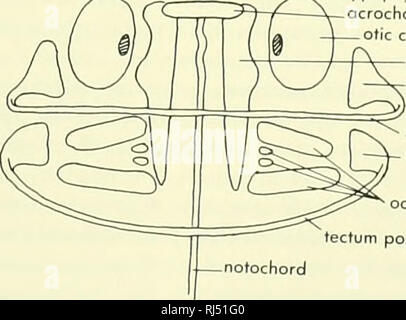 . La morphologie des chordés. La morphologie (animaux) ; français. Basitrabecular Anterodorsal au processus est la pila metoptica ("pilier derrière le nerf optique") de chaque côté. L'écart entre ces orbitales est la fissure. Le pila moi- toptica se trouve derrière le foramen optique et la pila preoptica forme la marge antérieure de cette ouverture. Les deux pilaejoin l'ala orbitalis aile orbitale ou latéralement. Séparer le preoptica pila de la capsule nasale est l'orbitonasal fis- sûr ; l'aile latérale orbitale est connecté à cette fissure à la capsule nasale par la commissure sphenethmoid. La sph Banque D'Images