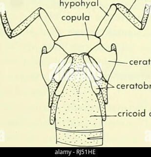 . La morphologie des chordés. La morphologie (animaux) ; français. PLATYPUS VUE LATÉRALE -thyroïde trachée hypohyal ceratohyal ceratobranchial cricoïde. ceratobronchiols J II, 111 (cartilage thyroïde) cartilage cricoïde (ceratobranchial IV) U l'Échidné Figure 3-11. L'appareil hyoïde d'un marsupial et les monotrèmes. A, B et C, de l'opossum, Platypus ; d. l'Échidné, des profils c'est en grande partie remplacés par des os endochondral dans l'embryon, et il peut être représenté par plusieurs entités distinctes chon- drification (cartilage) formant des centres. Tout d'abord, le chondrocrâne entièrement formés, au moment du début de l'ossification de l'chondrale Banque D'Images