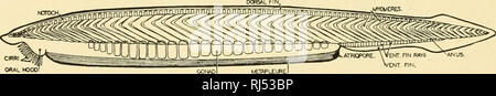 . Anatomie des chordés. Cordés ; anatomie, anatomie comparative. lO CIIORDATE sont limitées à la région de Gill. Comme dans urochordates, les branchies s'ouvrent sur un peribranchial la cavité. Le développement comprend la métamorphose. Il y a peut-être 25 espèces. L'amphioxus. L'amphioxus, l'amphioxus, le genre de caractéristique du groupe et le soi-disant lien entre les vertébrés et les invertébrés, d'intérêts en raison de morphologistes sa ressemblance avec l'hypothétique ancêtre des vertébrés. Sa ressemblance avec la larve de cyclostomes est impressionnante. (Fig. 11) L'amphioxus est un animal en forme de lance, pas plus d'tha Banque D'Images