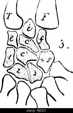 . L'Batrachia of North America [microform]. Les amphibiens ; Amphibiens. . Veuillez noter que ces images sont extraites de la page numérisée des images qui peuvent avoir été retouchées numériquement pour plus de lisibilité - coloration et l'aspect de ces illustrations ne peut pas parfaitement ressembler à l'œuvre originale.. Faire face, E. D. (Edward Drinker), 1840-1897. Washington : G. P. O. Banque D'Images