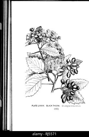 . Un guide pour les arbres [microform]. Les arbres ; botanique ; Arbres ; Botanique. . Veuillez noter que ces images sont extraites de la page numérisée des images qui peuvent avoir été retouchées numériquement pour plus de lisibilité - coloration et l'aspect de ces illustrations ne peut pas parfaitement ressembler à l'œuvre originale.. Lounsberry, Alice, Rowan, Ellis, 1858-1922. Toronto : W. Briggs Banque D'Images