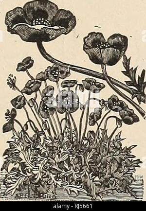 . Les sélections de choix dans les semences et les plantes. Pépinières (Horticulture) New York (État) - Tarrytown catalogues ; graines de fleurs, graines de légumes Catalogues Catalogues ; Graines de fruits ; plantes ornementales, Catalogues Catalogues ; Matériel et fournitures de jardinage Catalogues. Coquelicots unique. Papaver nudicaule.â l'Islande pavot ; fleurs en satin, bloom- tion de juin à octobre ; une ele- gant fleur coupée. Fleurs la première saison, mais sont robustes et durent pendant des années. Jaune vif, écarlate vif, Blanc pur, l'Orange. Prix par pkt., 15c ; 4 ; toutes les couleurs de 50c., mixte, par pkt., 15c. Shirley Coquelicots.âBeautiful nouveau Single Grand-père Banque D'Images