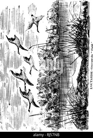 . Histoire naturelle à l'usage des chasseurs canadiens et des éleveurs d'animaux à fourrure [microform]. Animaux à fourrure ; gibier ; CHASSE ; PIÉGEAGE ; les animaux à fourrure ; jeu et jeu-oiseaux ; CHASSE ; PIÉGEAGE. . Veuillez noter que ces images sont extraites de la page numérisée des images qui peuvent avoir été retouchées numériquement pour plus de lisibilité - coloration et l'aspect de ces illustrations ne peut pas parfaitement ressembler à l'œuvre originale.. Puyjalon, H. de, 1839-1905. [Le Québec ?  : S. n. ] Banque D'Images