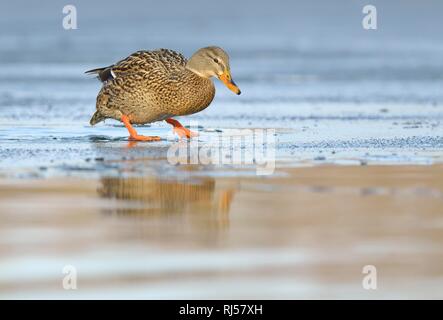 Le Canard colvert (Anas platyrhynchos), femme d'exécution sur la glace, Saxe, Allemagne Banque D'Images