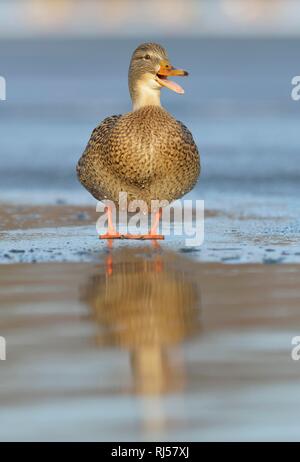 Le Canard colvert (Anas platyrhynchos), femme debout sur la glace et broutement, Saxe, Allemagne Banque D'Images