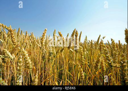 Reifende ?hren dans Saatweizen Weizenfeld mit einem Triticum aestivum Banque D'Images