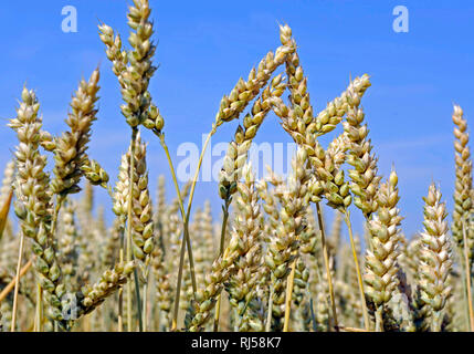 Reifende ?hren dans Saatweizen Weizenfeld mit einem Triticum aestivum Banque D'Images